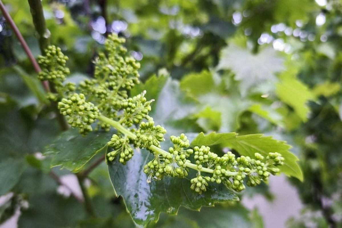 Разверзлись хляби небесные: затяжные дожди во время цветения винограда могут оставить вас без урожая
