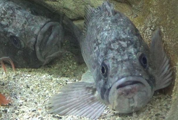 Эксперт рассказал, сможет ли замеченный в Черном море групер уничтожить его фауну