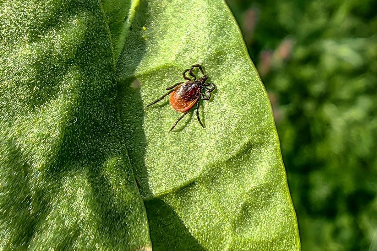 Более 3,7 тыс. человек пострадали от укусов клещей в Краснодарском крае