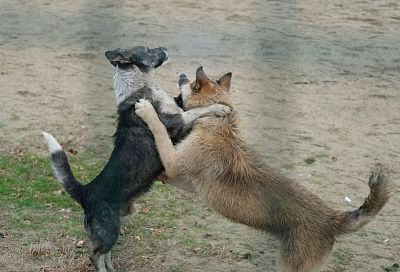 В Краснодаре проведут отлов бездомных собак