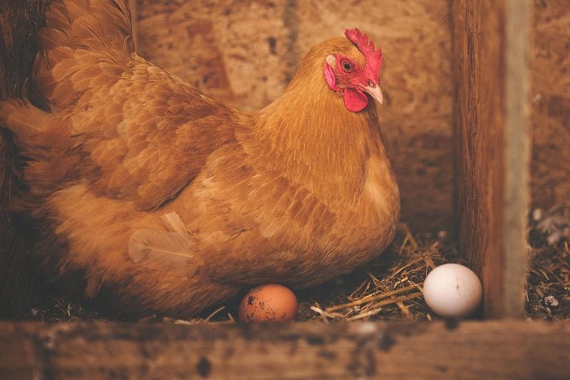 Птичий грипп перед Пасхой: безопасно ли сейчас есть яйца и мясо курицы в России