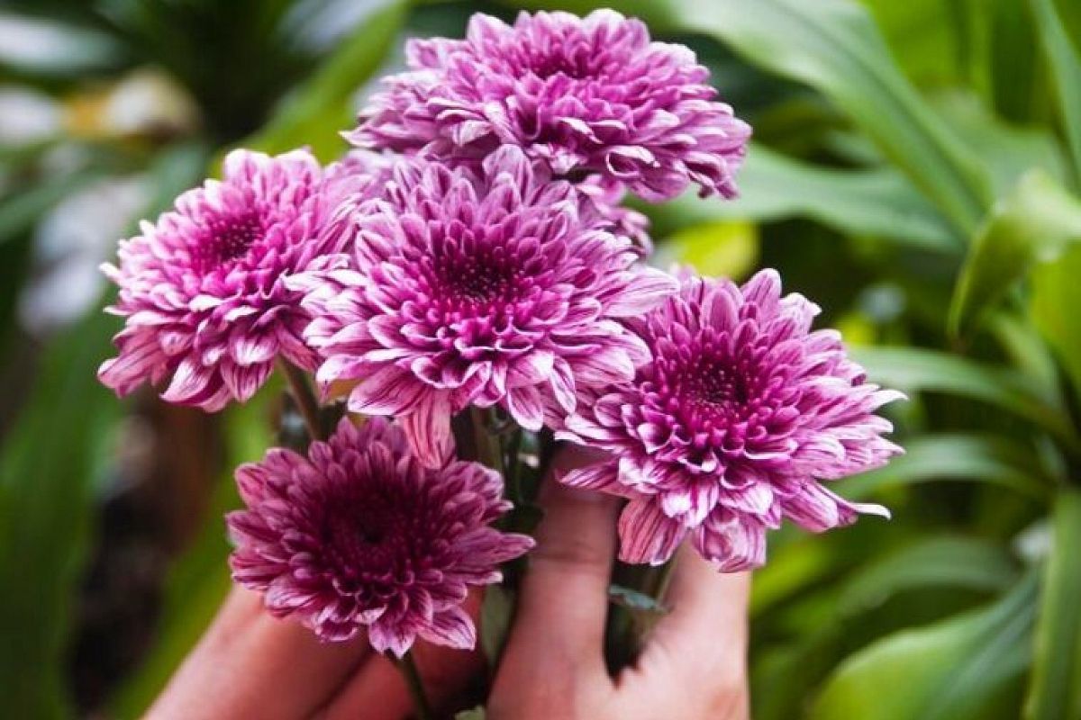 Если астры мельчают, пересадил их осенью так — и подарил пышное цветение на много сезонов