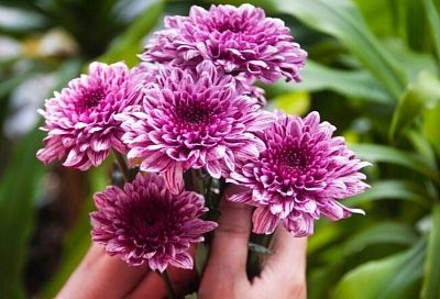 Если астры мельчают, пересадил их осенью так — и подарил пышное цветение на много сезонов