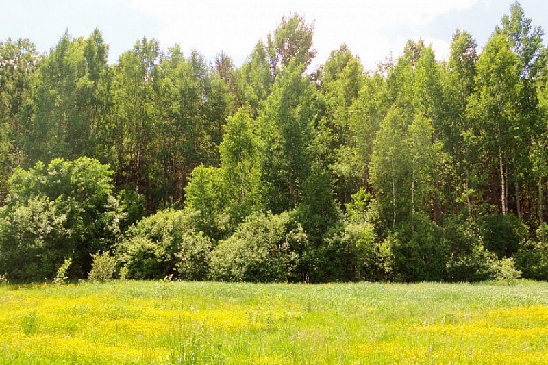 На сохранение лесов в Краснодарском крае в рамках нацпроекта выделили более 102 млн рублей