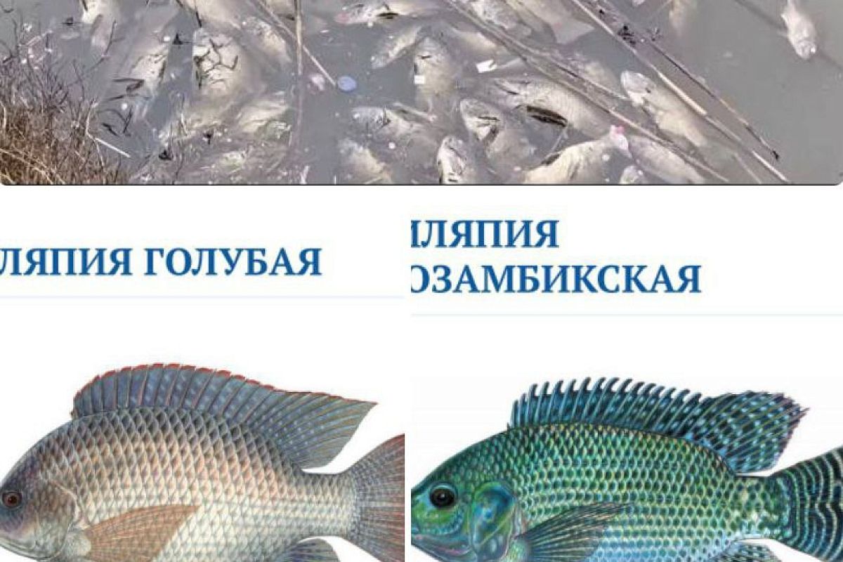 Экзотические тиляпии не выдержали холода: названа причина гибели рыбы в одном из прудов Краснодара