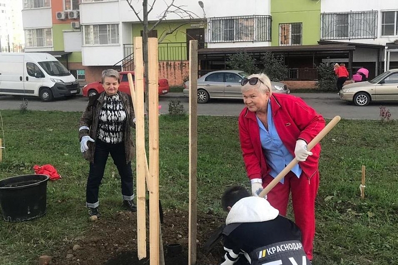 В Краснодаре в микрорайоне Гидростроителей высадили 70 декоративных лип