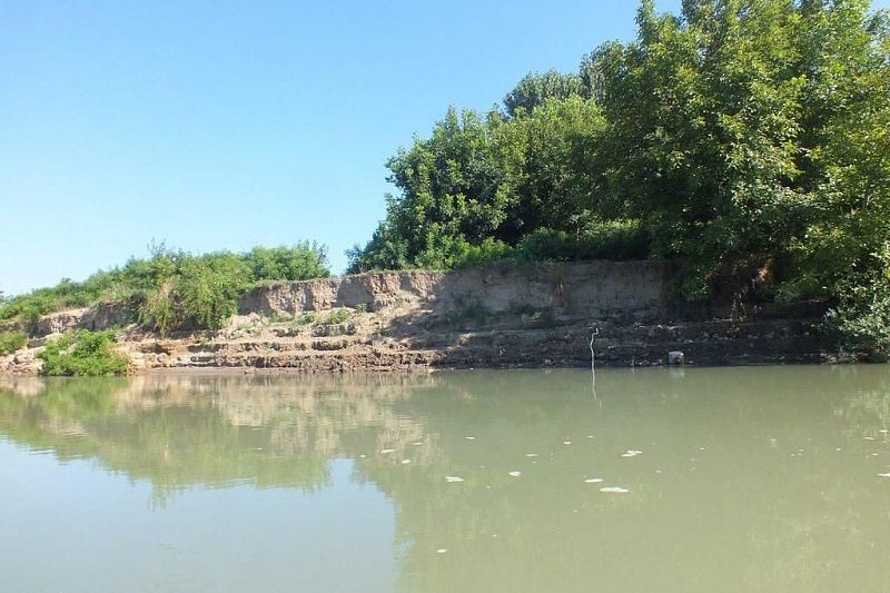 В краевом минприроды прокомментировали видео с мертвыми птицами на берегу реки Кубань в Краснодаре