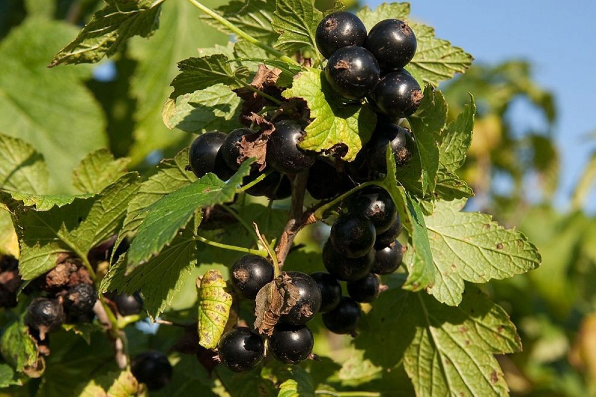 Уход за смородиной после сбора урожая: 5 шагов для урожайного будущего