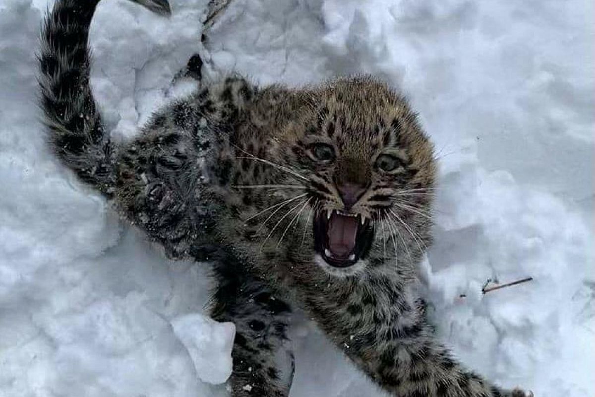 В сочинском нацпарке показали игры котят леопардов