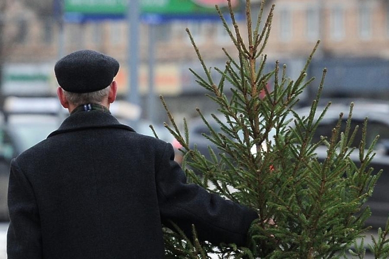Куда сдать елку в Краснодаре: жителям города предлагают направить деревья на переработку