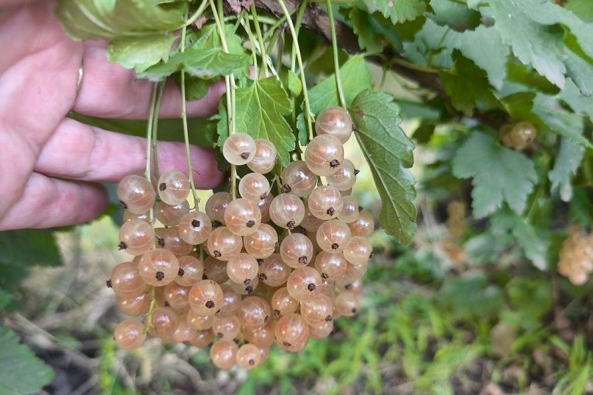 Смородина сразу после сбора урожая: чем подкормить, чтобы в следующем году кусты завалили ягодами