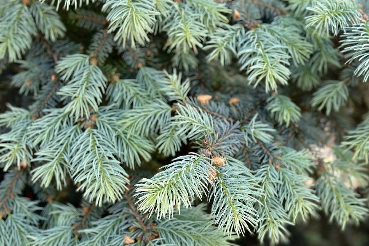 «Подножное» средство от проволочника: необычный способ использования хвои в огороде