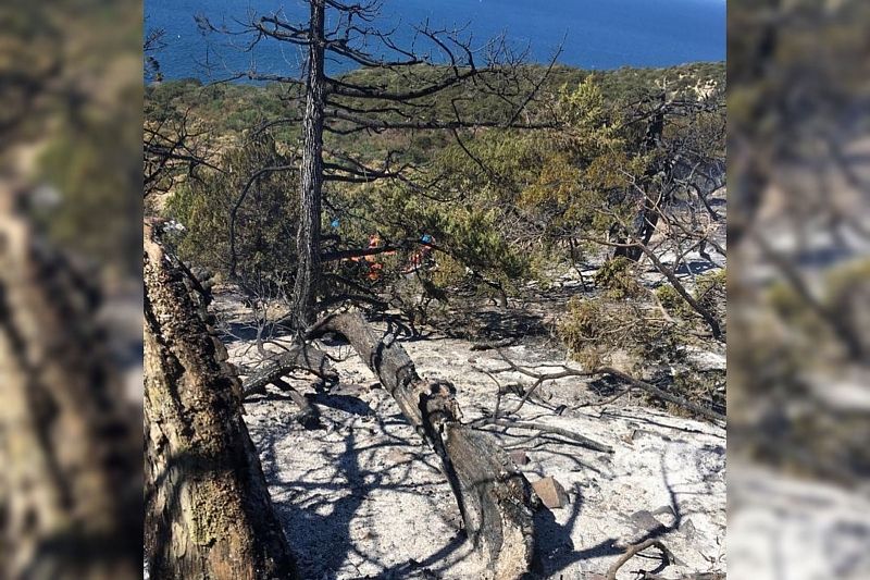Крупный лесной пожар в Анапе на Утрише локализован