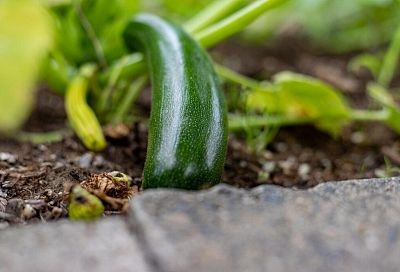 Чтобы кабачки росли быстрее, нужно обеспечить им опыление