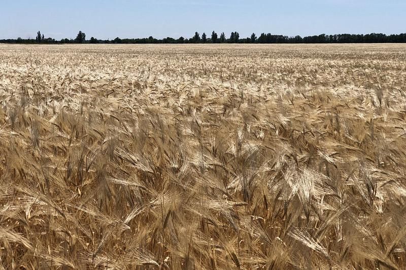 В 15 районах Краснодарского края убирают зерновые