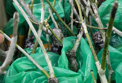 Весенние удобрения для посадки роз: что вносить для успешного роста