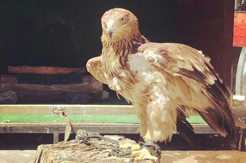 В Сочи у фотографа забрали степного орла 