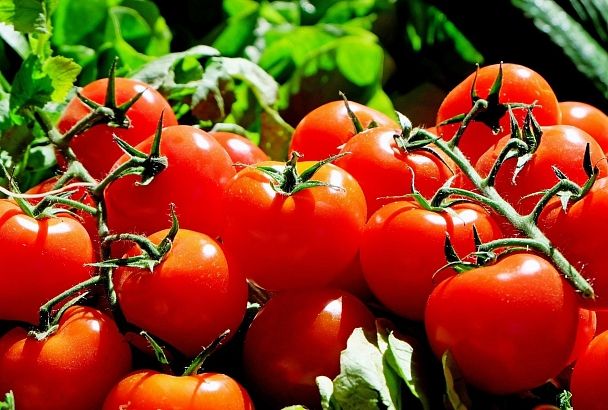 Как щеки красные: почему помидоры не приобретают свой обычный цвет