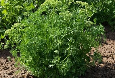 Как вырастить пышный укроп на все лето: основные рекомендации