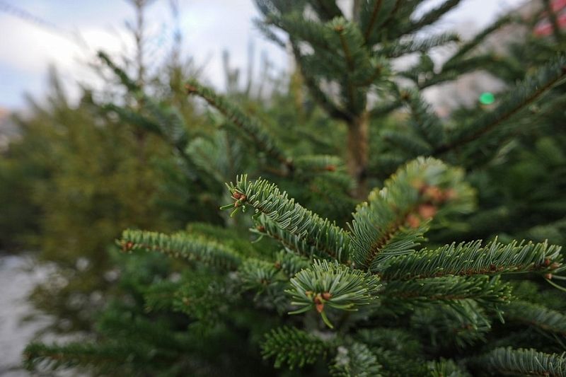 Жители Краснодара смогут отправить новогодние елки на переработку