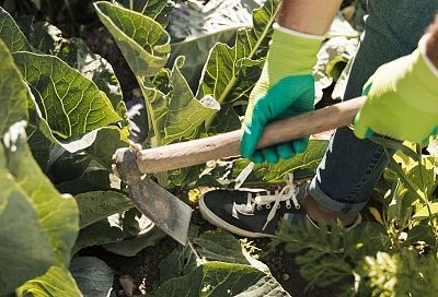 Прополка сорняков в июне 2025: когда лучше? 15 июня — идеально по лунному календарю