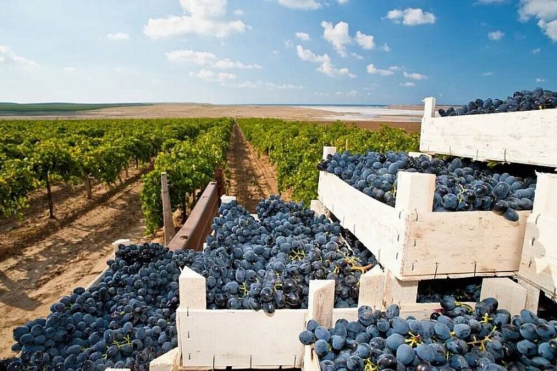 Более 23 миллионов декалитров винодельческой продукции выпустили в Краснодарском крае