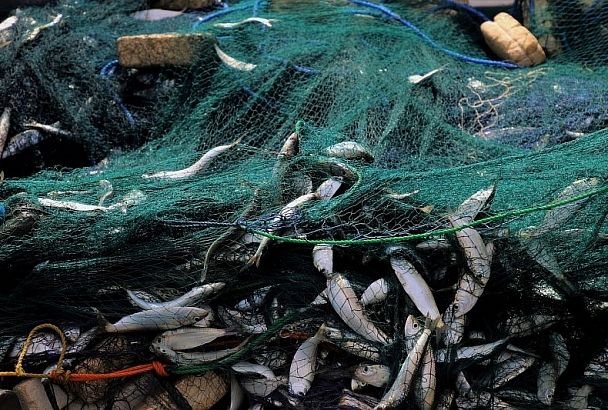 Пограничники задержали браконьера за рыбалку на 400 тыс. рублей
