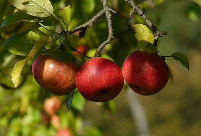 После 1 подкормки для вишни, сливы и яблони дачу завалит урожаем – делаем в марте