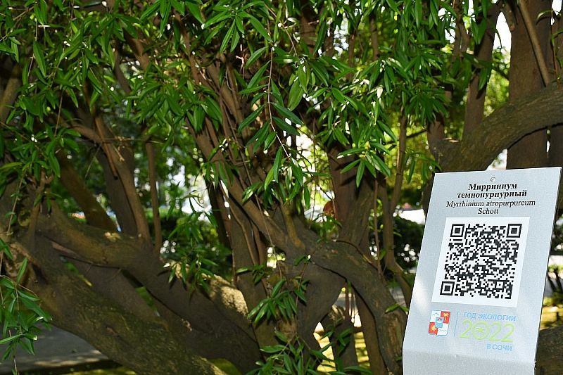 В Сочи деревьям-долгожителям присвоят QR-коды