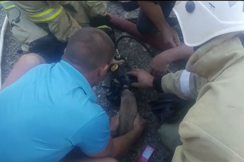 Сотрудники МЧС откачали щенка кислородной маской после пожара в доме в Краснодарском крае