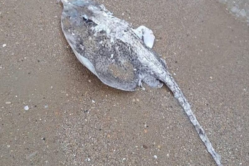 На берегу Черного моря нашли мертвых скатов с обрезанными боками. Прокуратура проводит проверку