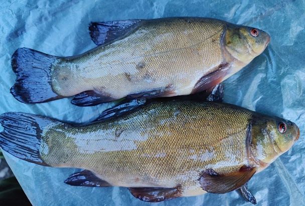 Выяснилось: карась и линь в жару клюют у рдеста и хвоща — уловы бьют рекорды