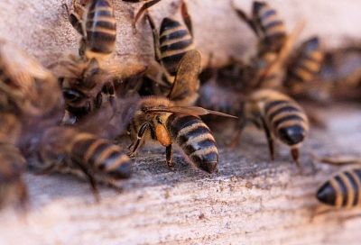 Численность пчелосемей на Кубани за пять лет сократилась на 12%