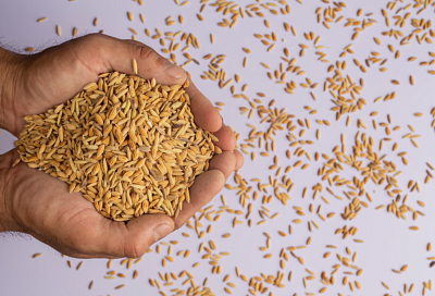 Пошлины на экспорт пшеницы, ячменя и кукурузы из РФ с 25 февраля останутся нулевыми