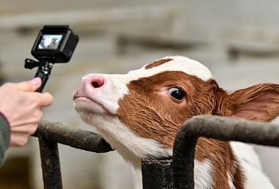 Фотографы лидировали на Кубани по уровню средних предлагаемых зарплат в креативной индустрии