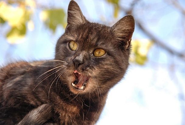 Три самые злые породы кошек: зоопсихолог рассказала, как их задобрить 