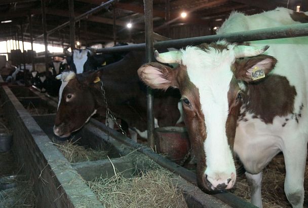 Поголовье больших надежд: как современное животноводство стало точкой роста для кубанского агросектора