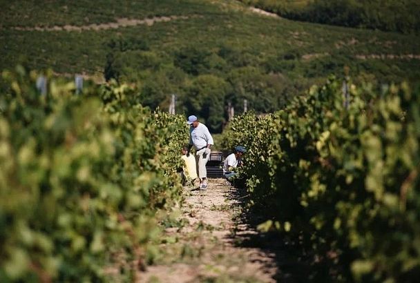 В Краснодарском крае планируют собрать около 225 тысяч тонн винограда