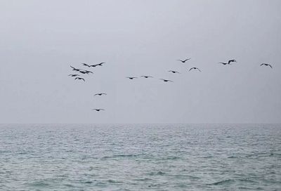 Самолет-разведчик ВВС Великобритании замечен над Черным морем в районе Крыма