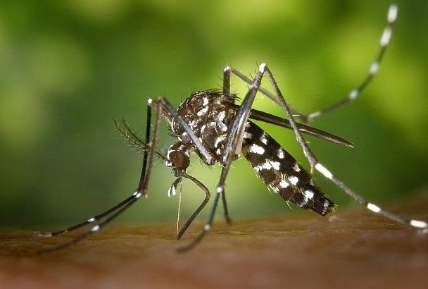 Опасные комары могут расплодиться на юге России осенью
