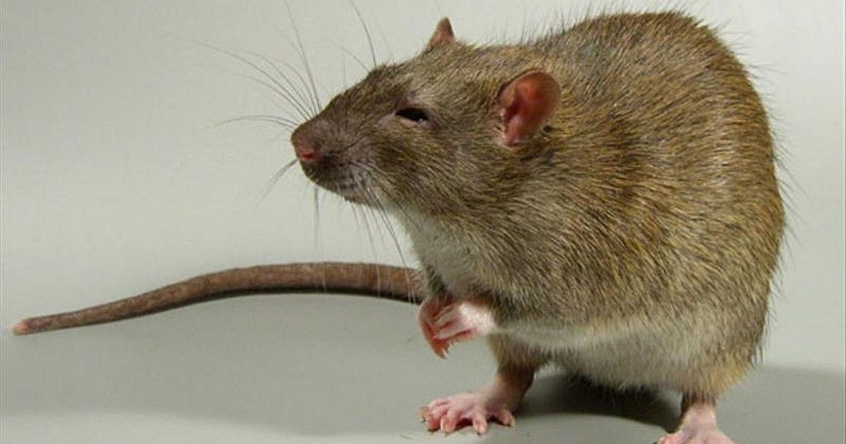 Как по английски крыса. Щур крыса. Криса каламуш. Крыса серая (лат. Rattus norvegicus). Серая крыса Пасюк.