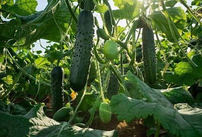 Огурцы в сезон собираю ведрами, просто делаю, как бабушка научила. Соседи сначала не верили, теперь поступают так сами