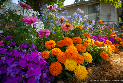 Неприхотливые цветы, которые цветут всё лето: что сажать в 2026