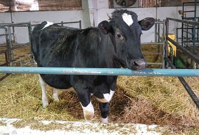 Ученые из Усть-Лабинска клонировали корову – рекордсменку по надоям