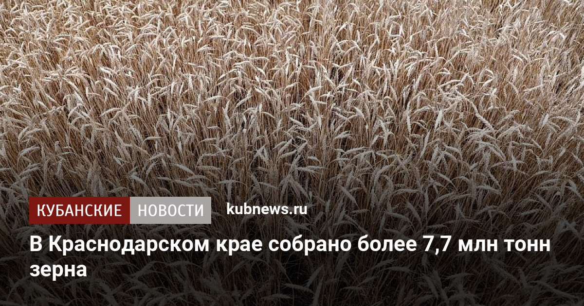 В Краснодарском крае собрано более 7,7 млн тонн зерна