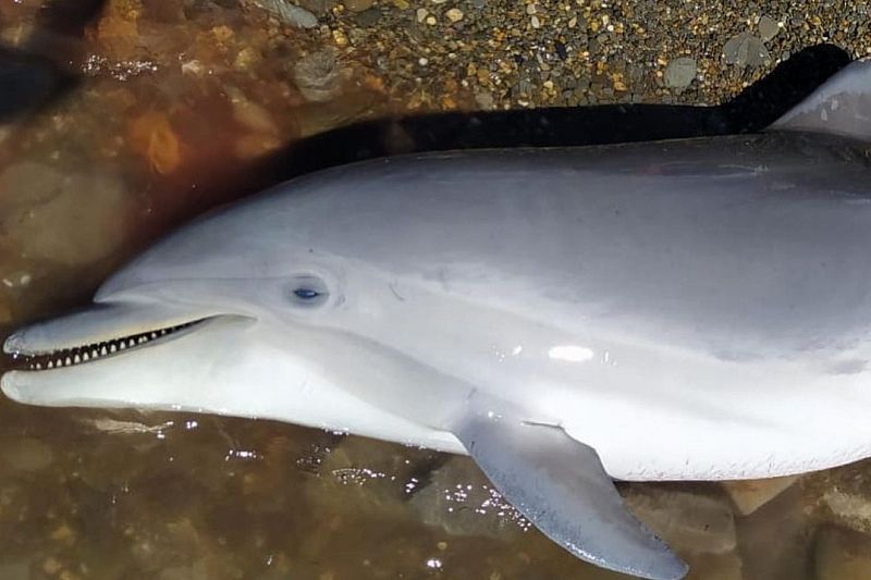 Два дельфина погибли у берегов Анапы