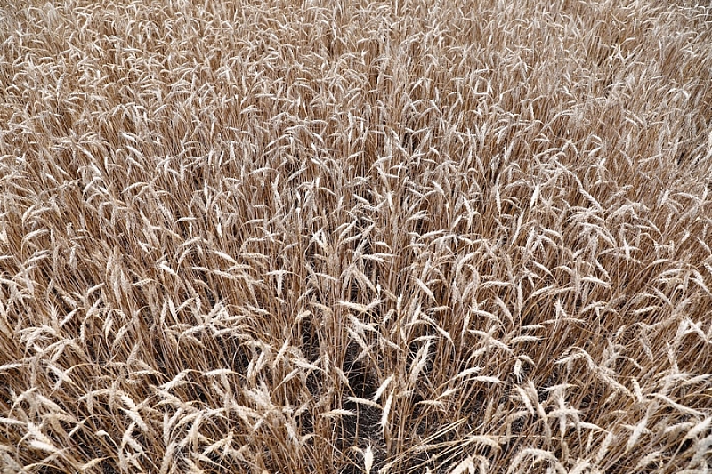 В Краснодарском крае собрано более 7,7 млн тонн зерна
