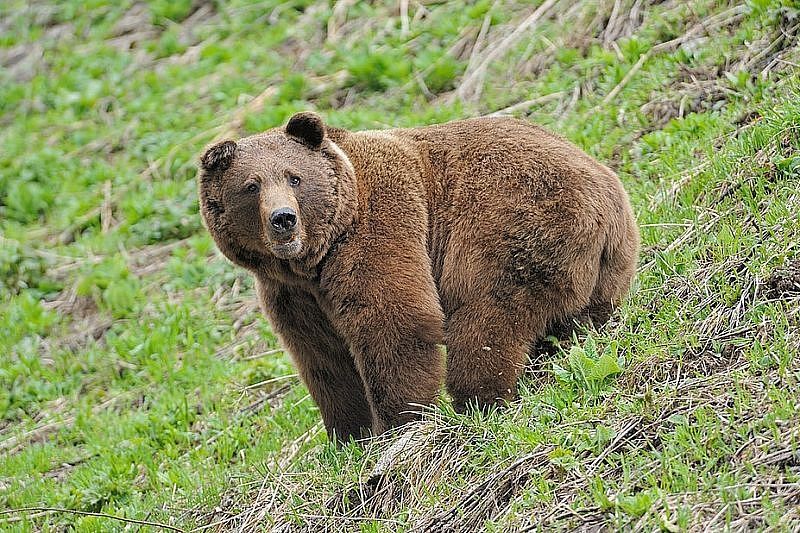 Кавказский заповедник предупредил туристов об активности медведей
