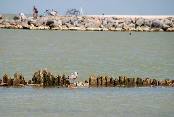 Соленость Азовского моря стала максимальной за последние 100 лет