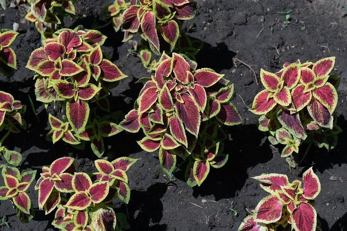 Колеус – цветок-хамелеон: почему все цветоводы сходят по нему с ума и как легко его вырастить